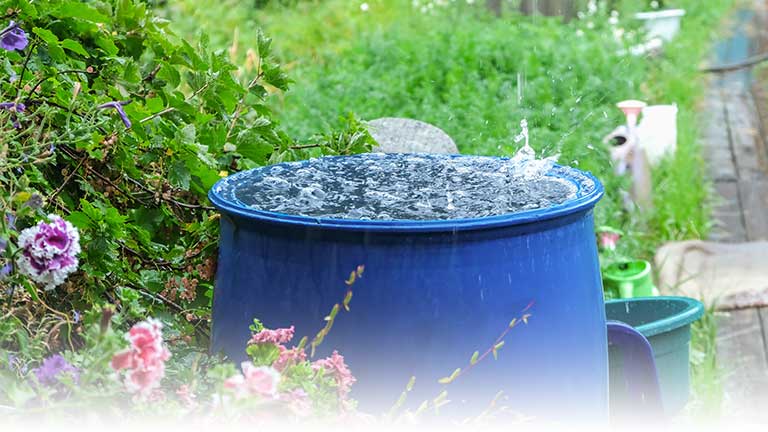 A garden rain barrel overflowing with water in the rain.
