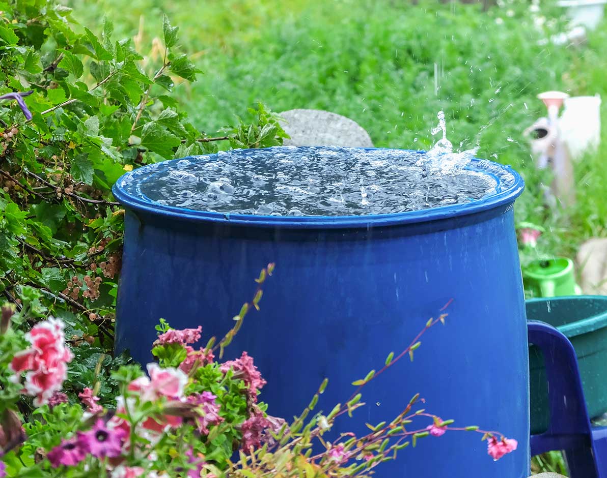 A garden rain barrel overflowing with water in the rain.