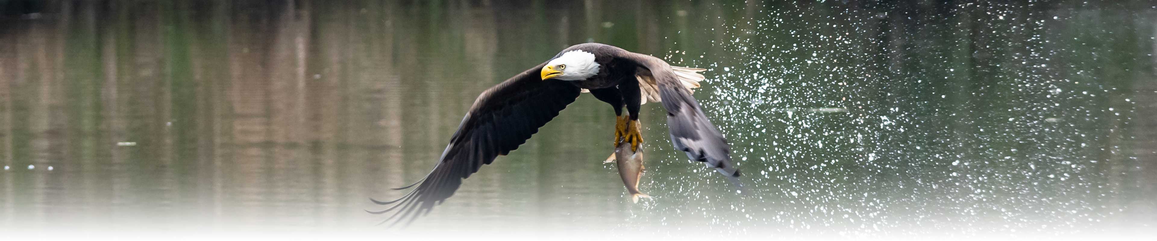 A Bald Eagle catching fish with one in its talons.