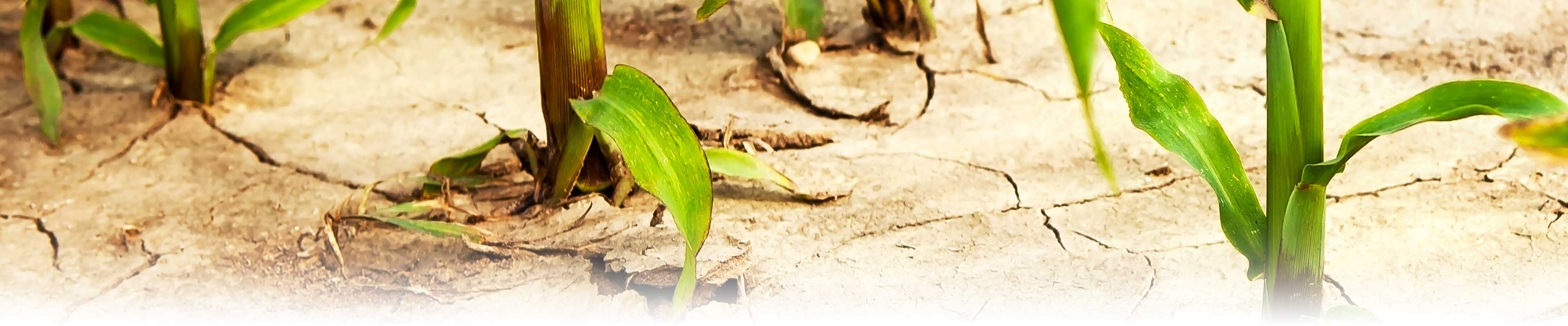 A close up of a corn field with cracked earth and plants.