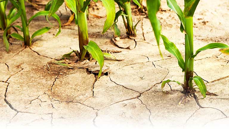 A close up of a corn field with cracked earth and plants.