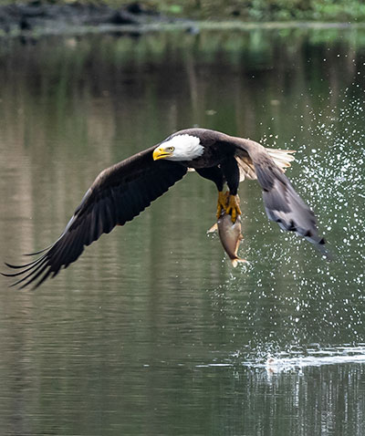 A Bald Eagle catching fish with one in its talons.