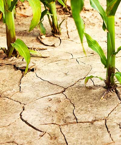 A close up of a corn field with cracked earth and plants.