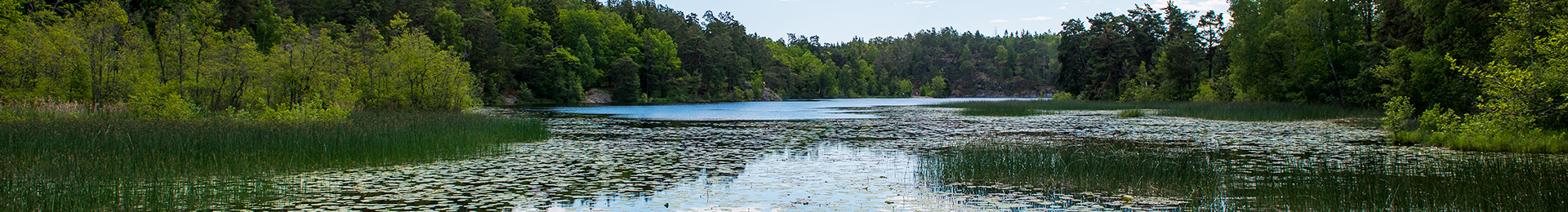 A scene of a gently flowing river through a forest.