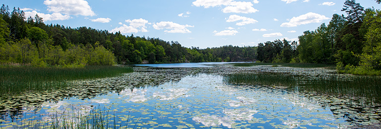 A scene of a gently flowing river through a forest.